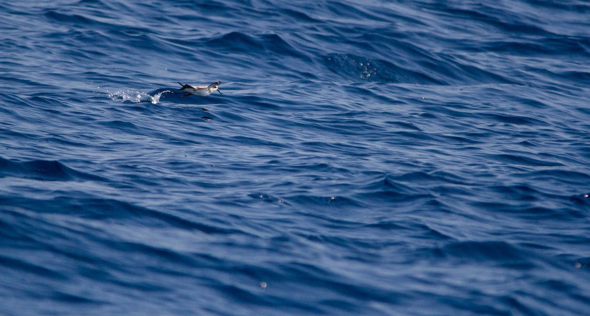 White-faced Storm-Petrel - ML608371328