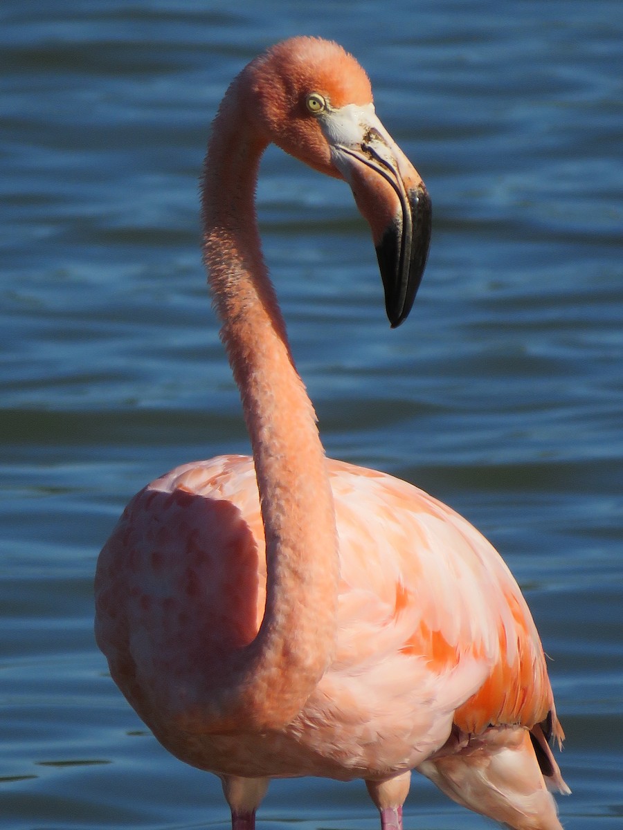 American Flamingo - ML608371971