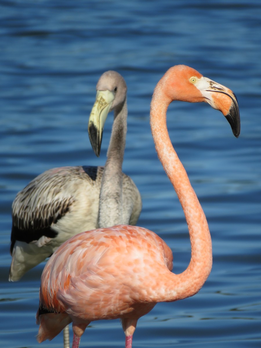 American Flamingo - ML608371972
