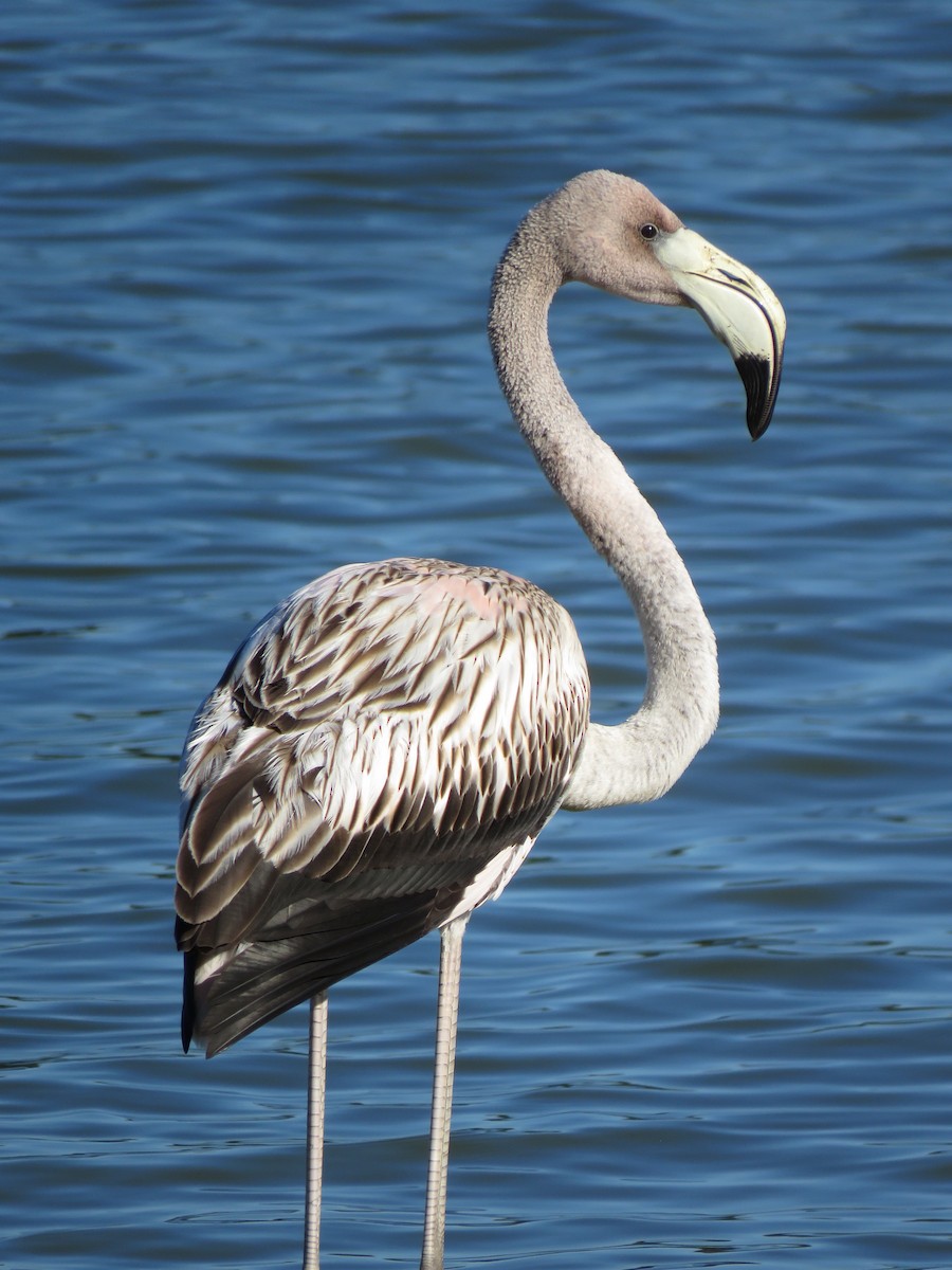 American Flamingo - ML608371973