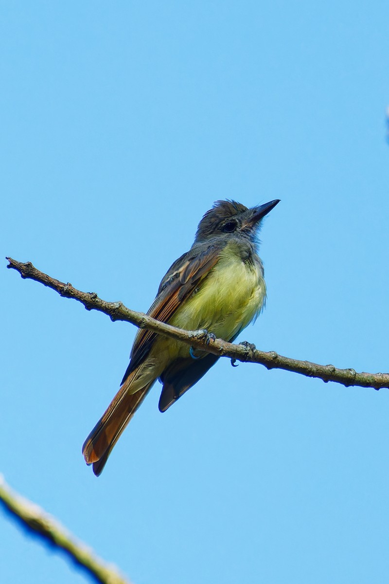 Great Crested Flycatcher - ML608372238
