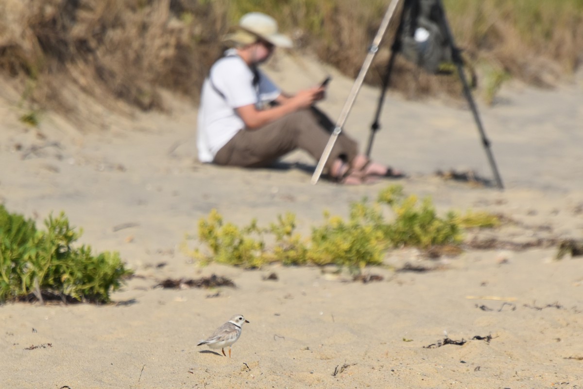 Piping Plover - ML608372566