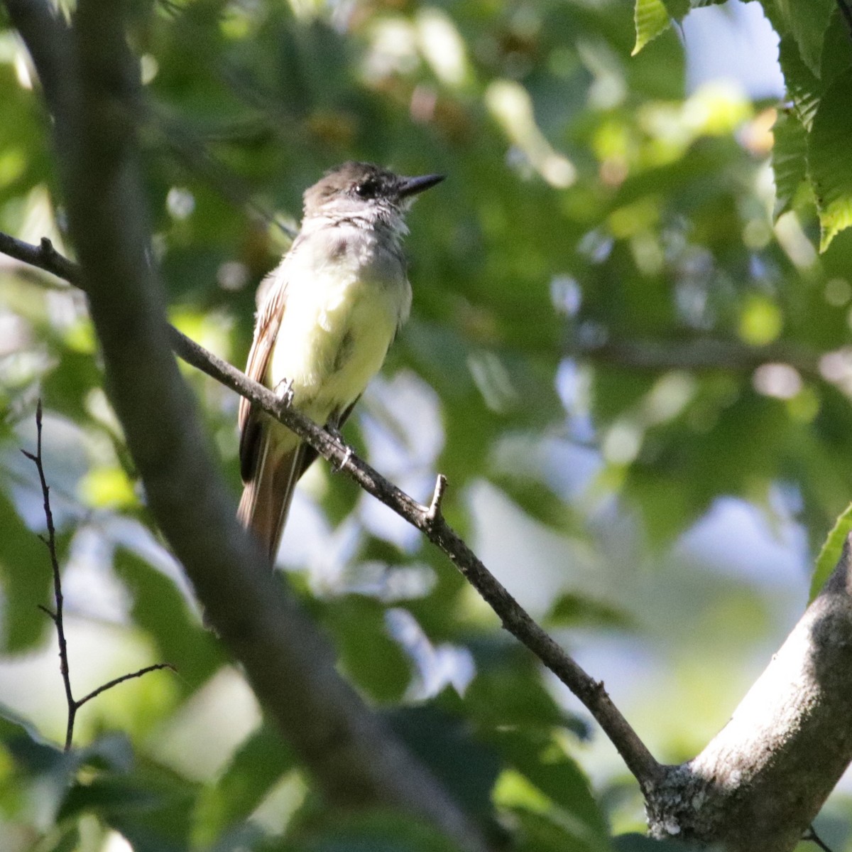 Great Crested Flycatcher - Kate Schnurr