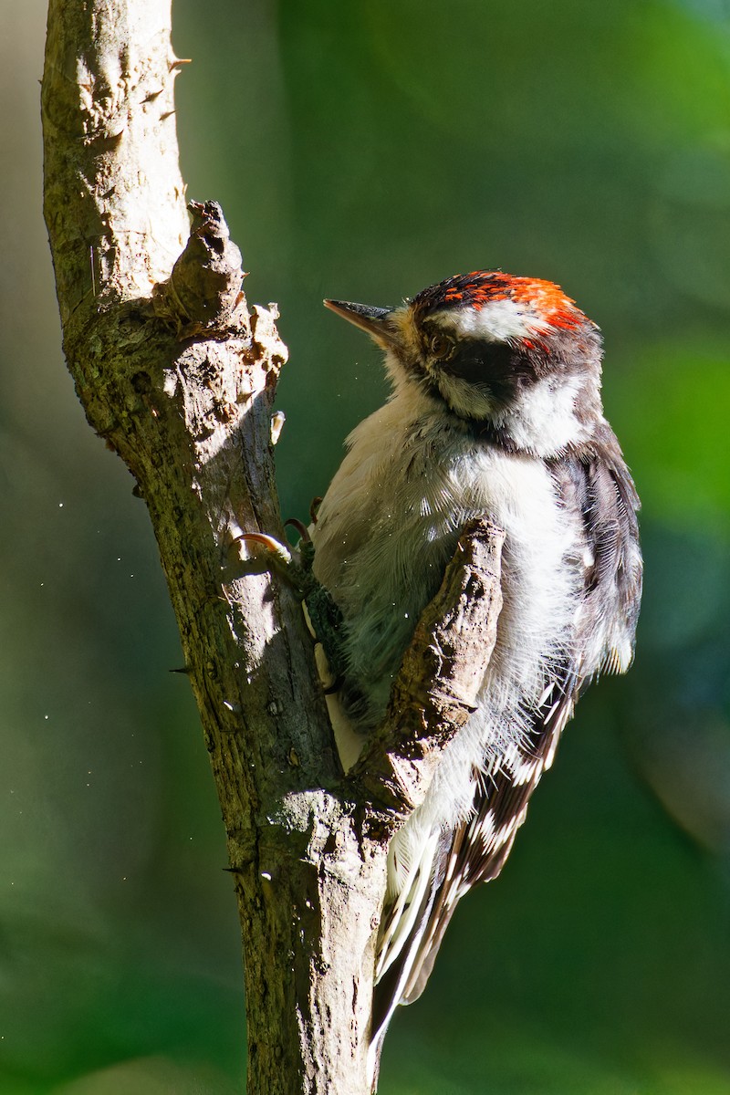 Downy Woodpecker - ML608373319