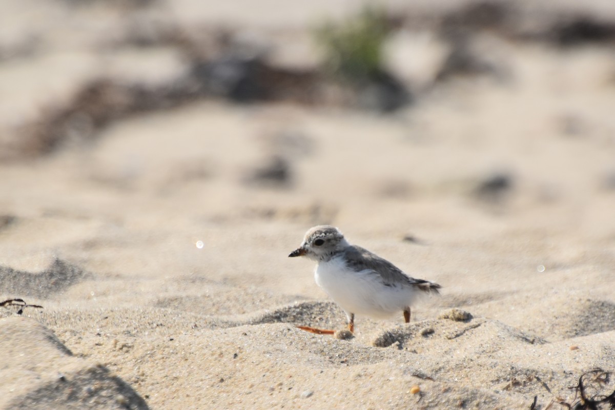 Piping Plover - ML608373448