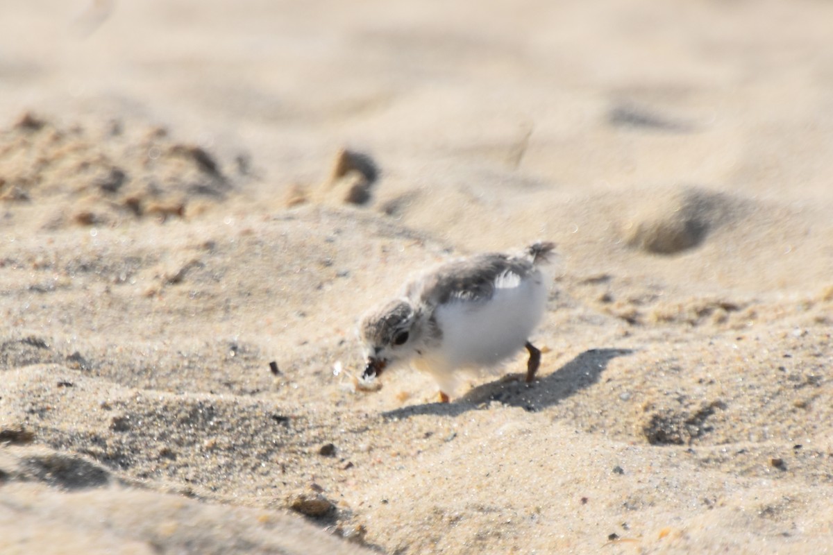 Piping Plover - ML608373472