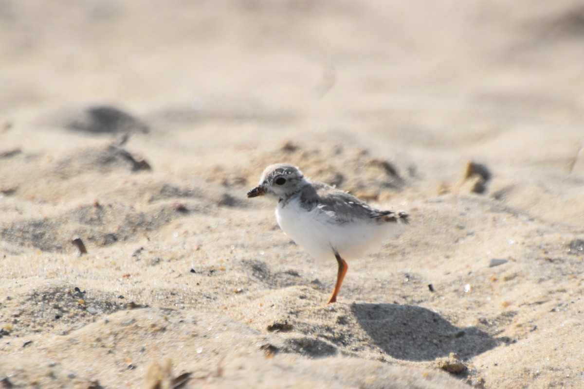 Piping Plover - ML608373478