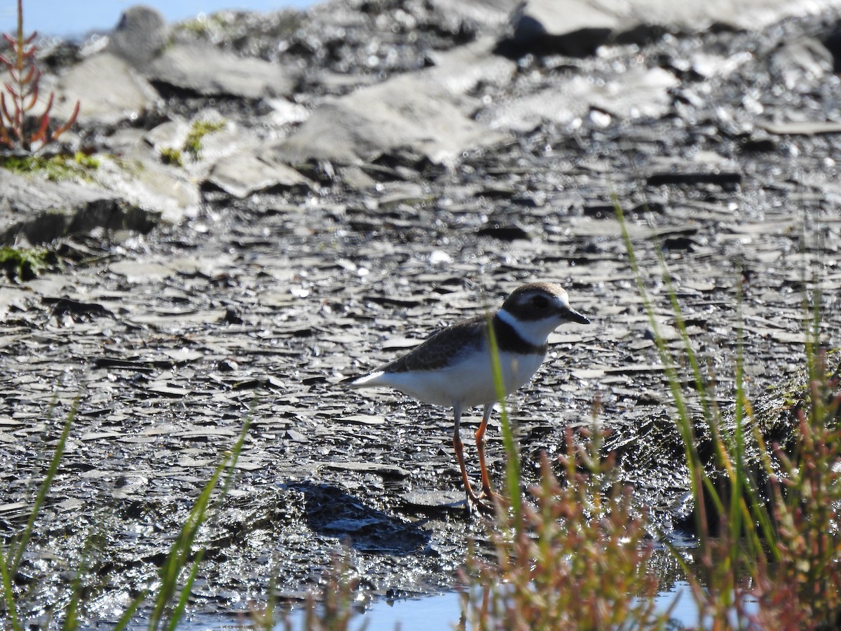 Semipalmated Plover - ML608373695