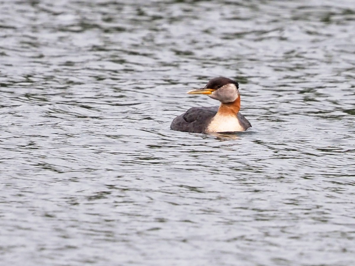 Red-necked Grebe - ML608374864