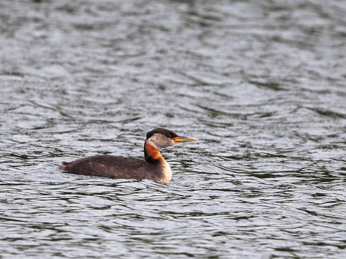 Red-necked Grebe - ML608374866