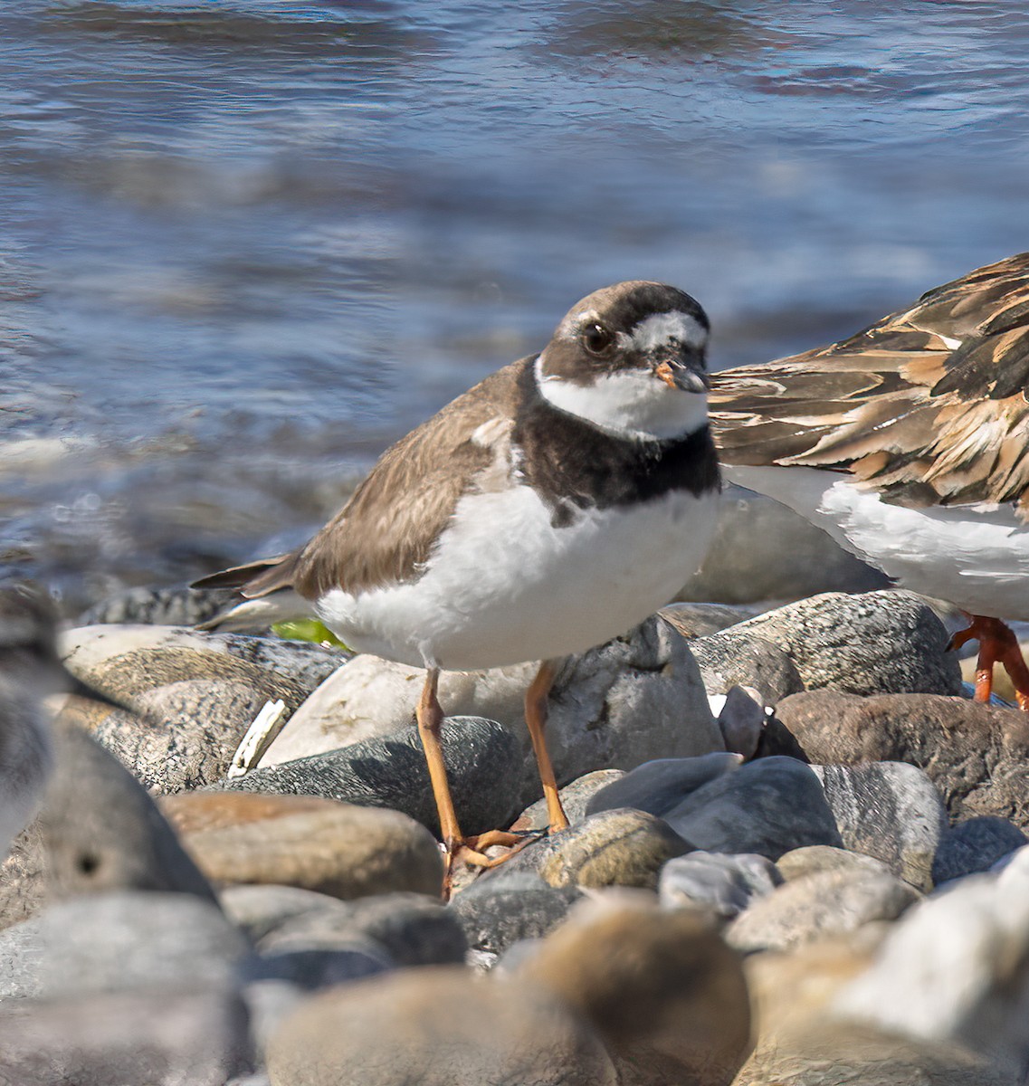 Semipalmated Plover - ML608375487