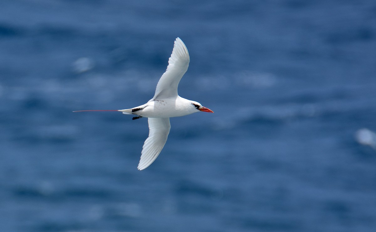 Red-tailed Tropicbird - ML608376264