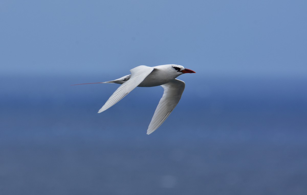 Red-tailed Tropicbird - ML608376347