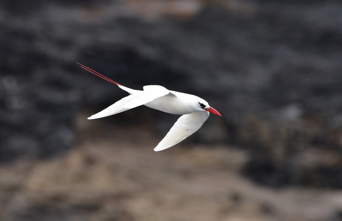 Red-tailed Tropicbird - ML608376351