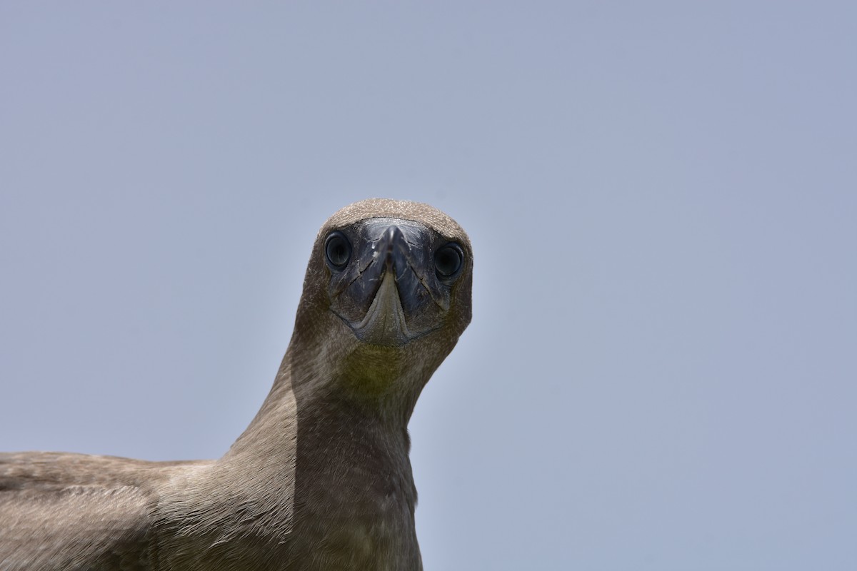Red-footed Booby - ML608376365