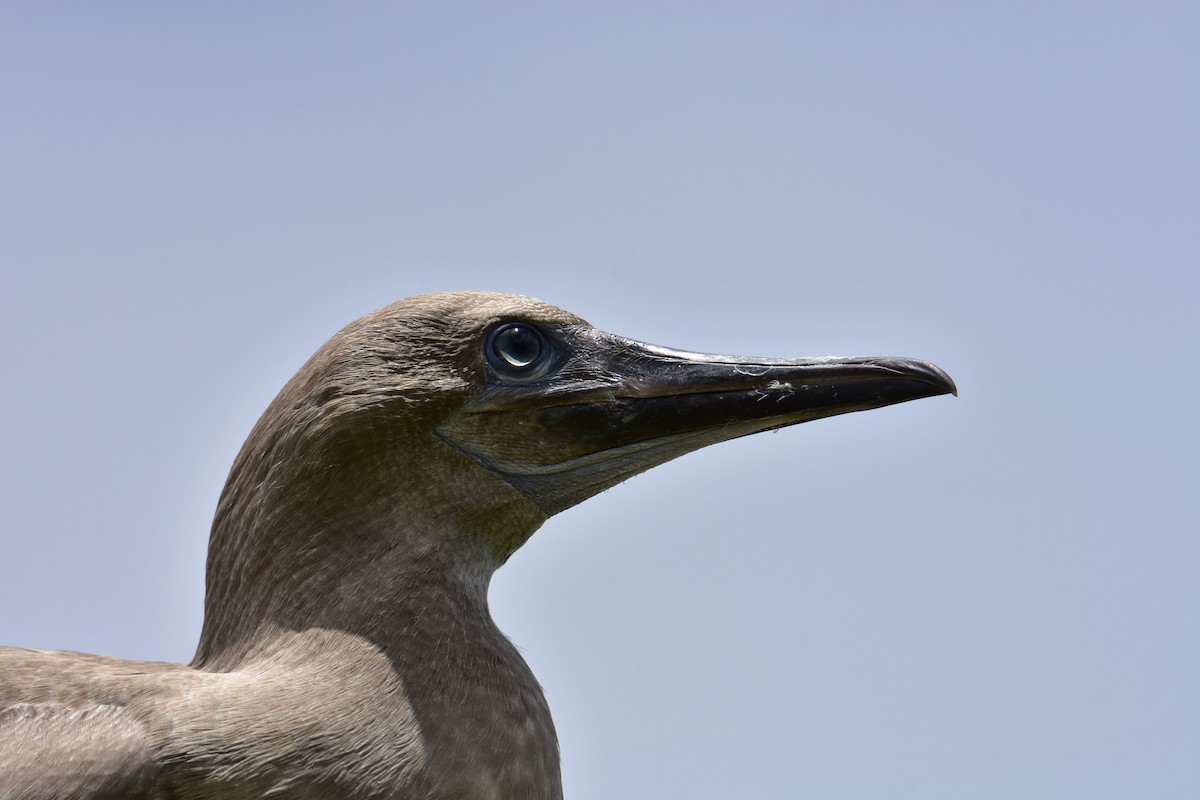 Red-footed Booby - ML608376366