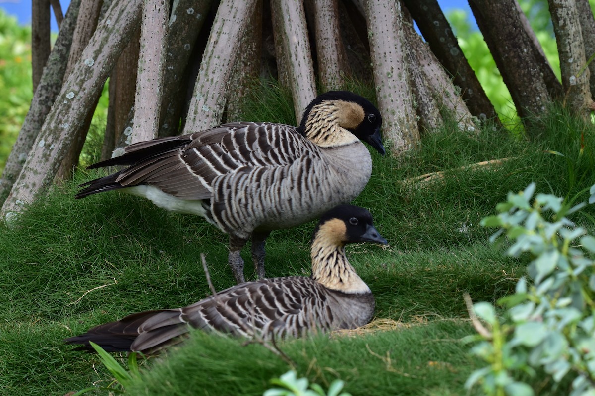 Hawaiian Goose - ML608376370