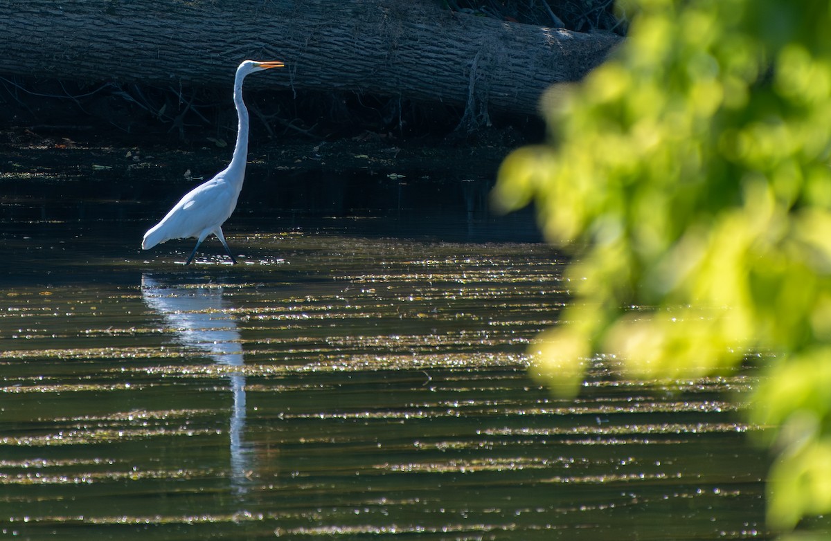 EBird Checklist - 1 Sep 2023 - Jon J Duerr Forest Preserve - 8 Species