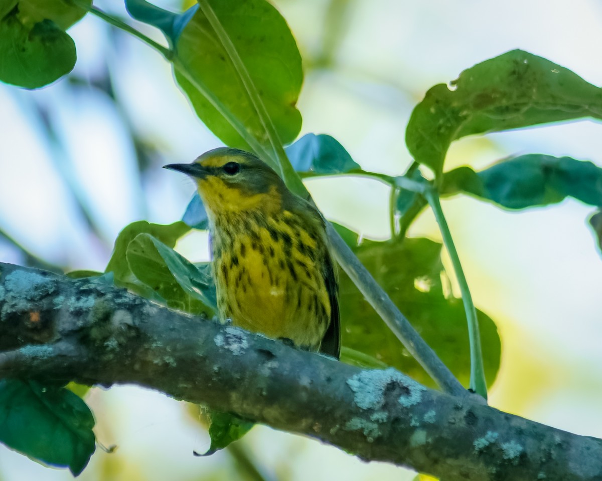 Cape May Warbler - ML608376599