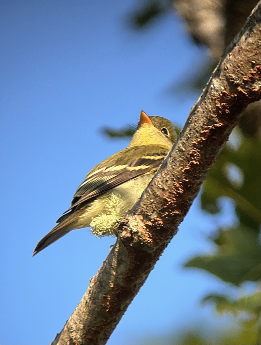 Yellow-bellied Flycatcher - ML608376932