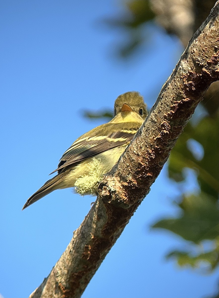 Yellow-bellied Flycatcher - ML608376933