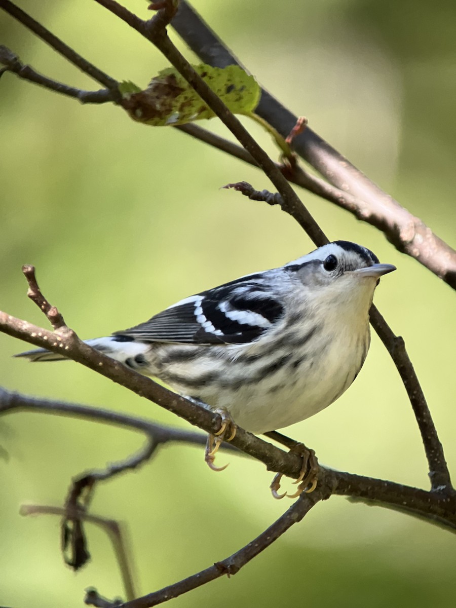 Black-and-white Warbler - ML608377085