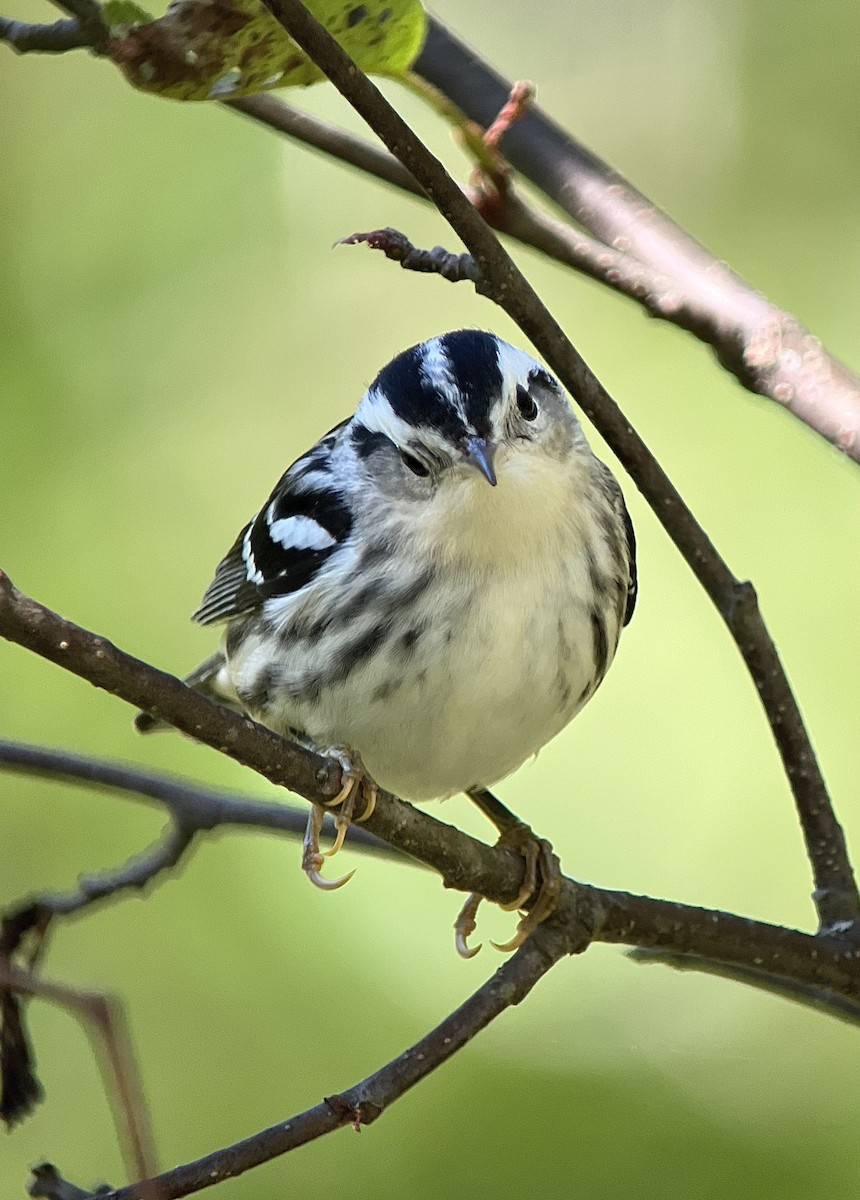 Black-and-white Warbler - ML608377086