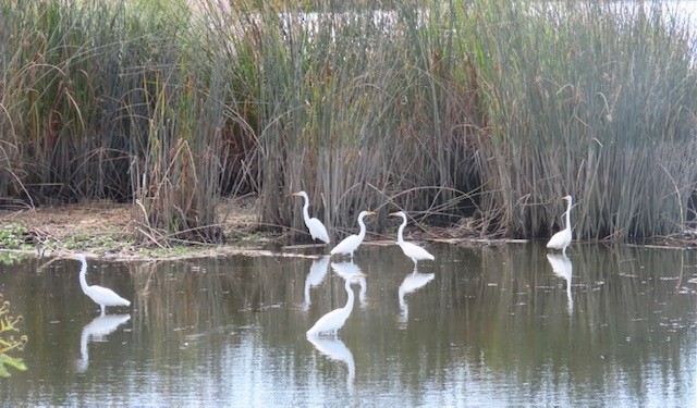 eBird Checklist - 1 Sep 2023 - Buckley Cove Park - 22 species (+1 other ...