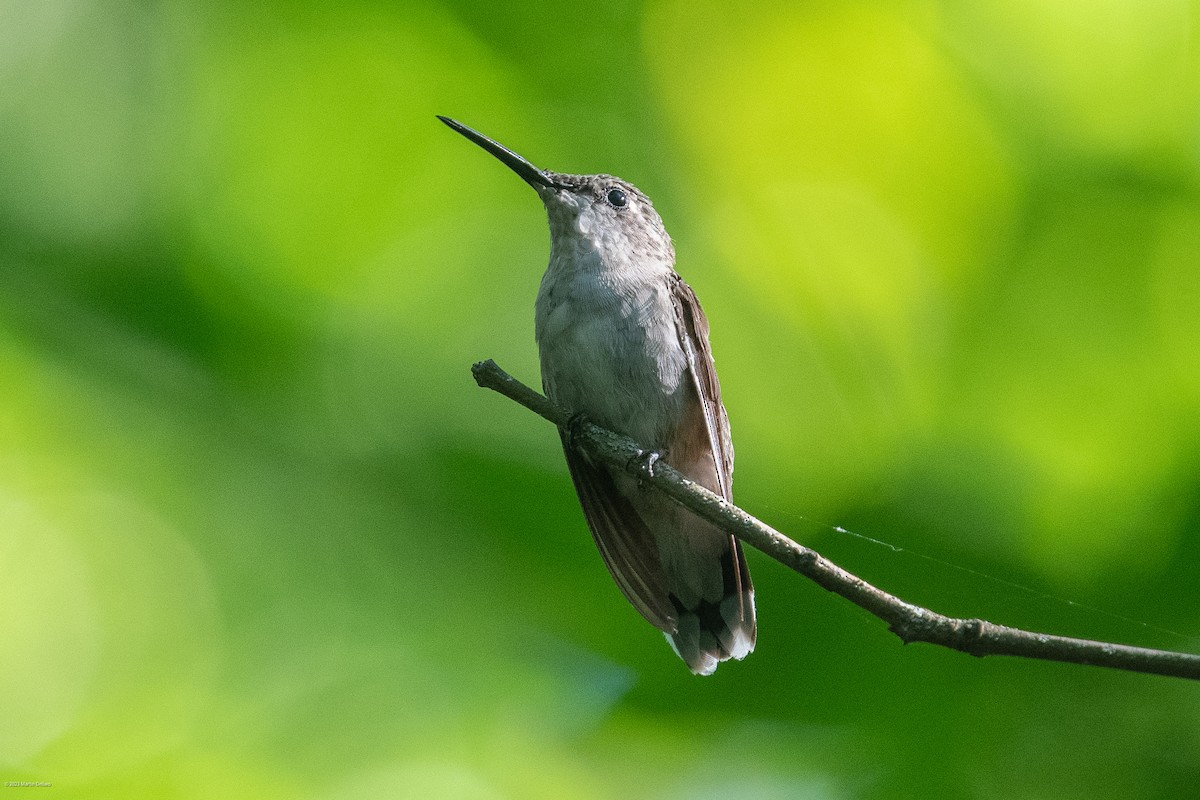 Ruby-throated Hummingbird - Martin Dellwo