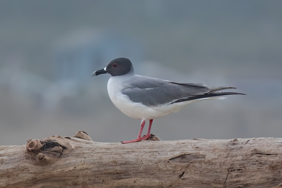 Swallow-tailed Gull - ML608377614