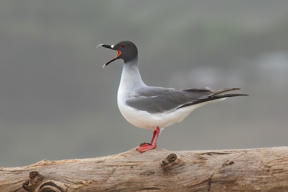 Swallow-tailed Gull - ML608377615