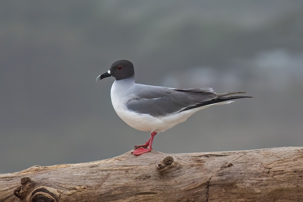 Swallow-tailed Gull - ML608377616