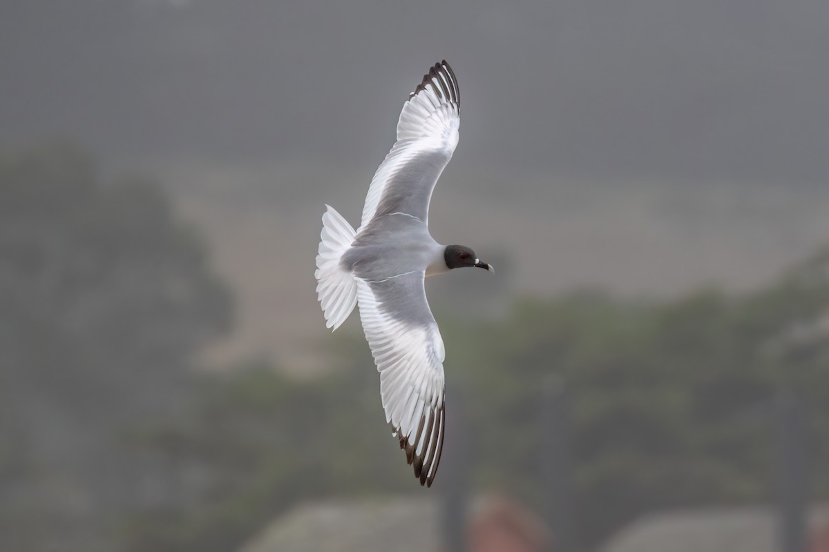 Swallow-tailed Gull - Joshua Stacy