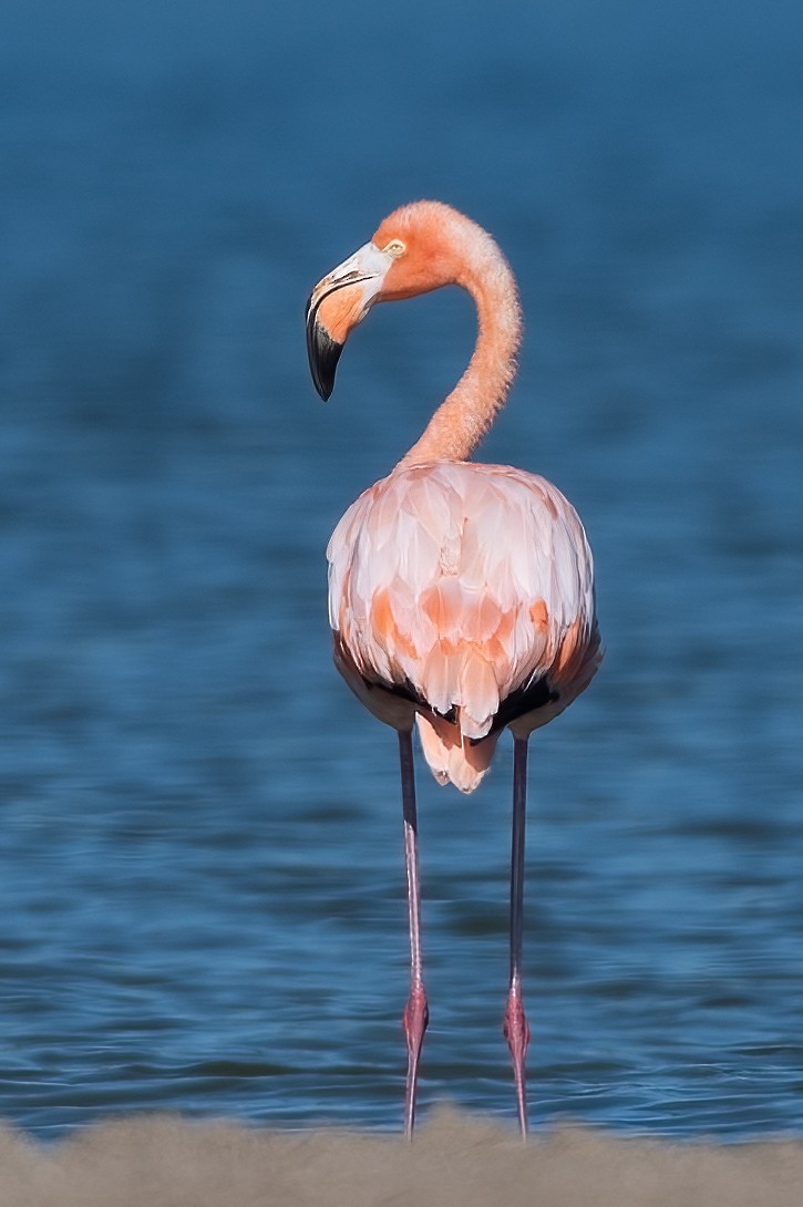 American Flamingo - ML608377735