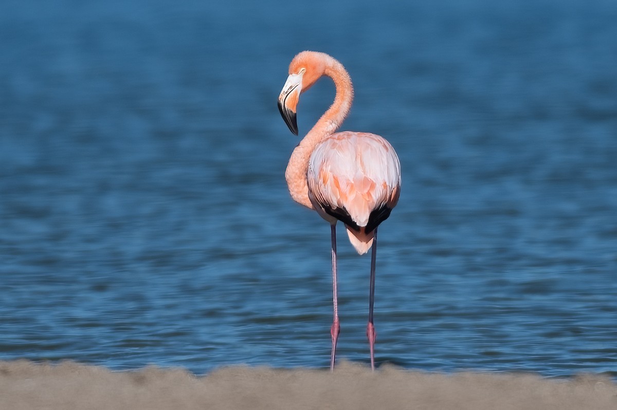 American Flamingo - ML608377737