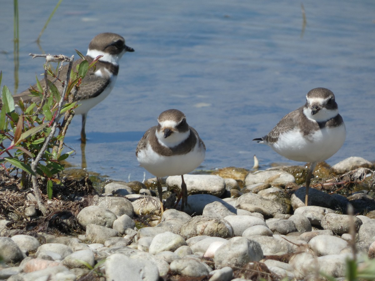 Semipalmated Plover - ML608377745
