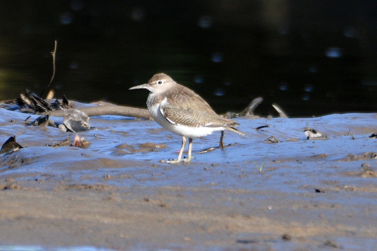 Common Sandpiper - Peter & Shelly Watts
