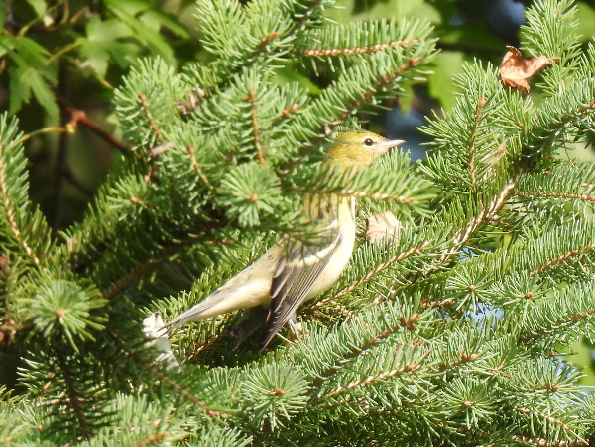 Bay-breasted Warbler - ML608378006