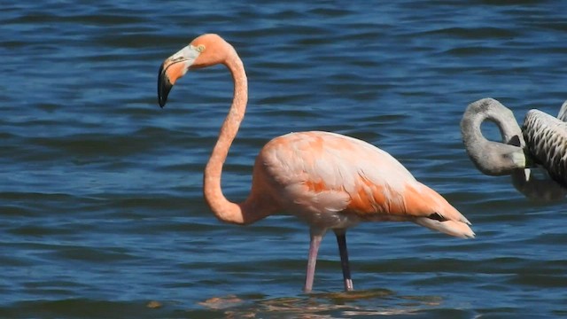 American Flamingo - ML608378379