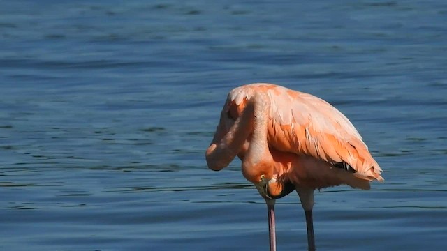 American Flamingo - ML608378385