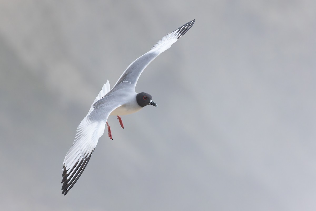 Swallow-tailed Gull - ML608378743