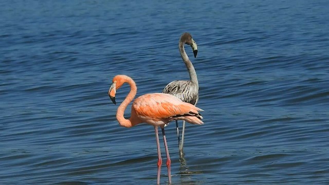 American Flamingo - ML608378756