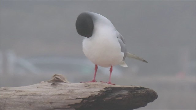 Swallow-tailed Gull - ML608379064