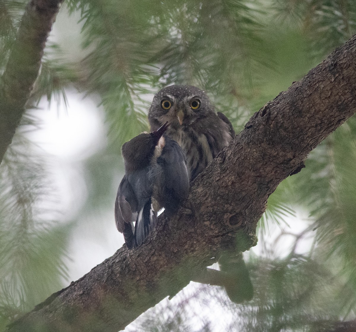 Northern Pygmy-Owl (Mountain) - ML608379110