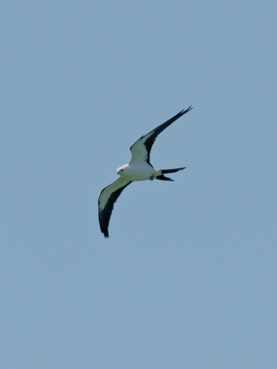 Swallow-tailed Kite - ML608379114