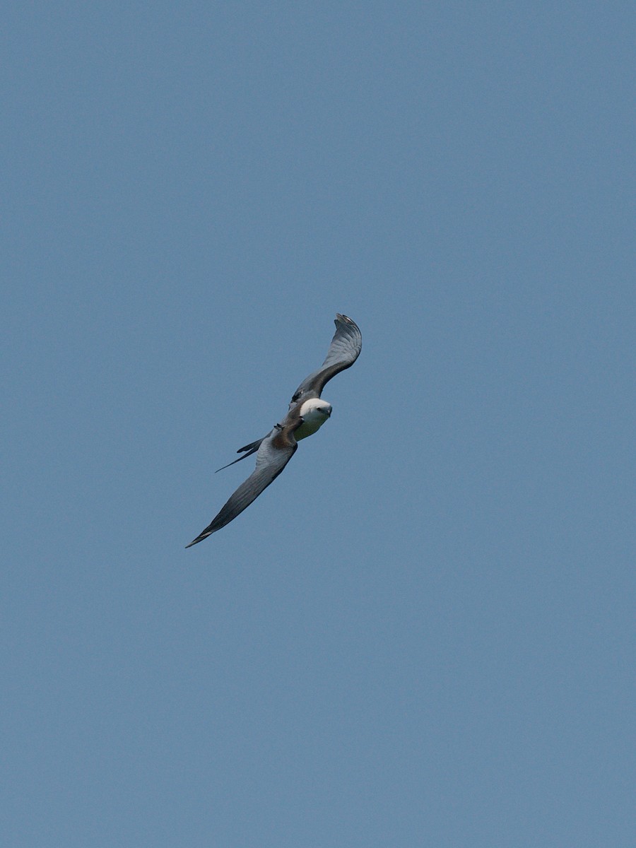 Swallow-tailed Kite - ML608379126