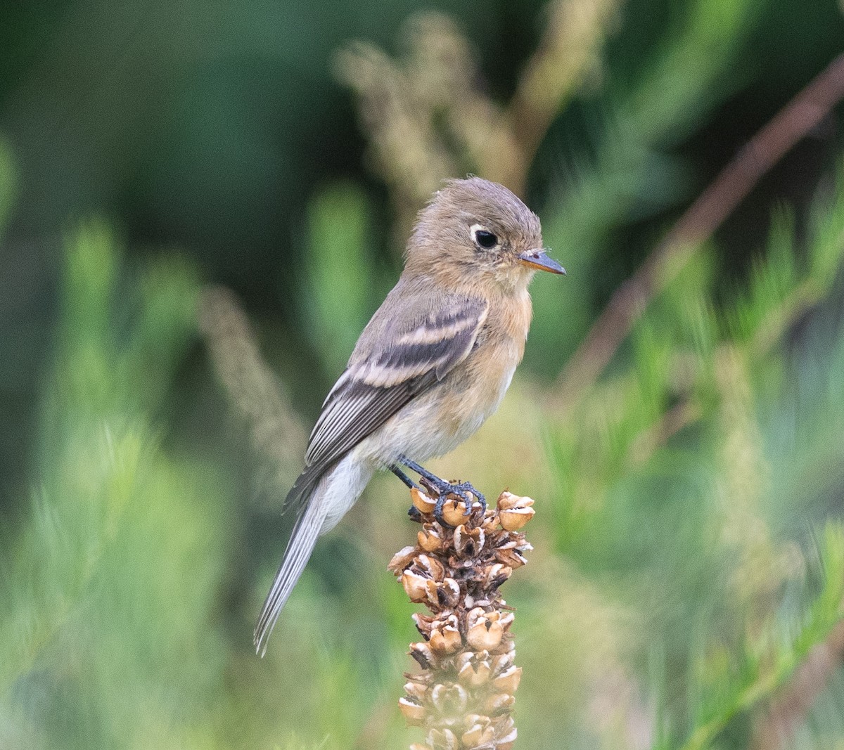 Buff-breasted Flycatcher - Clive Harris