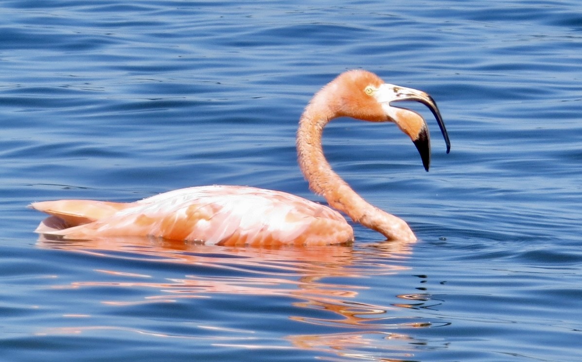 American Flamingo - ML608379221