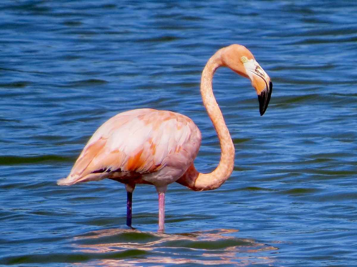 American Flamingo - ML608379224