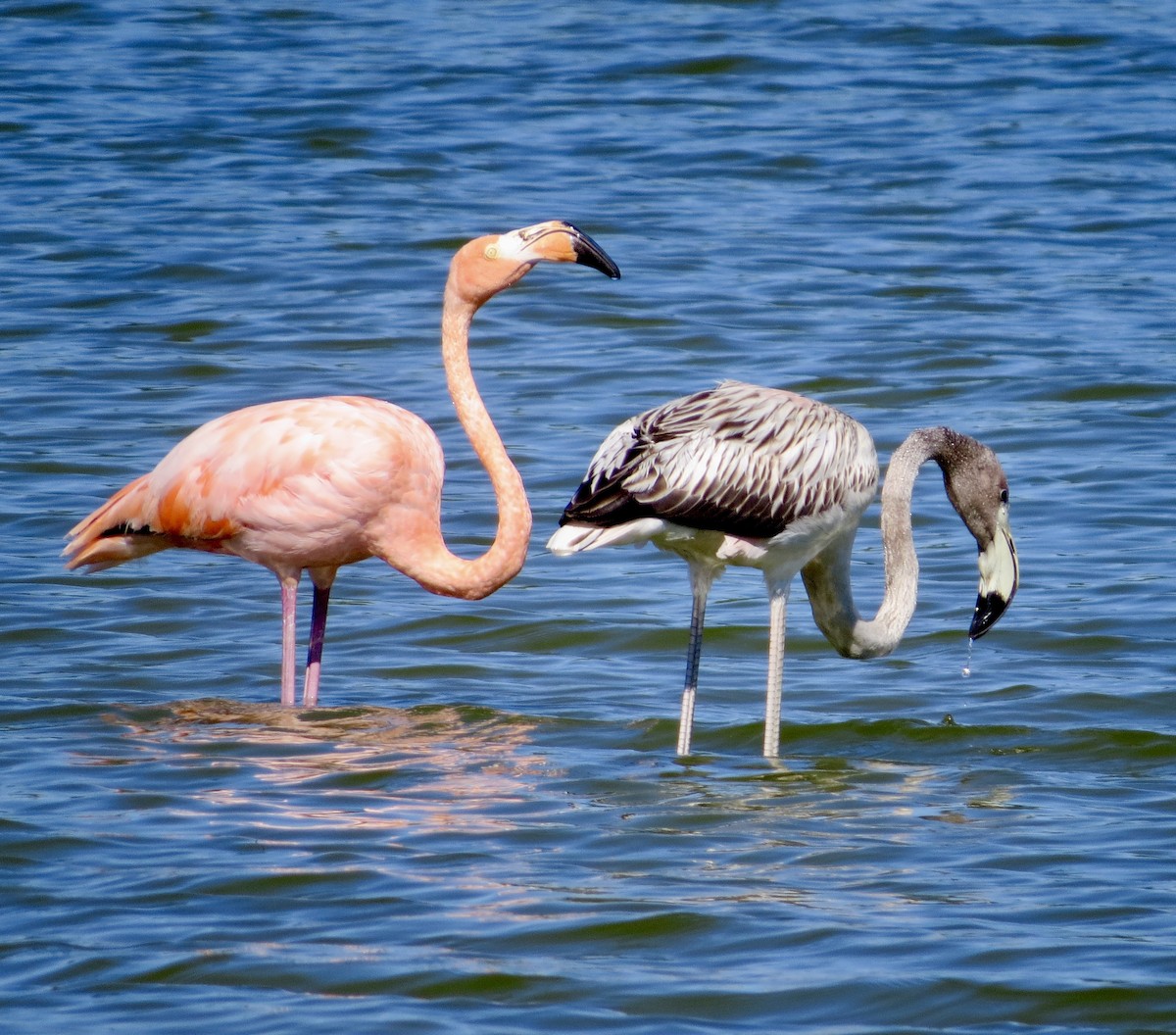 American Flamingo - ML608379226